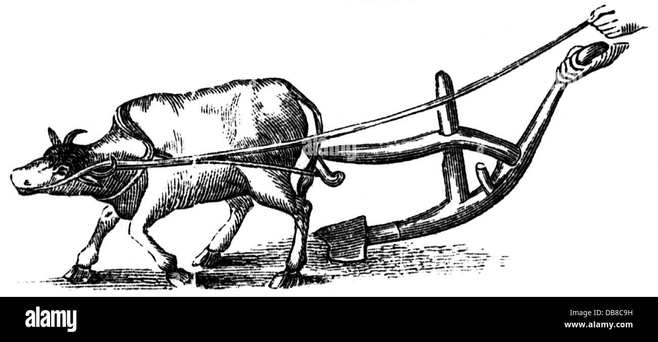 agriculture, devices, plough, Roman plough, 1st century AD, wood engraving, 19th century, tool, tools, technics, technology, technologies, animals, animal, ox, oxen, Roman Empire, ancient world, ancient times, agriculture, farming, devices, device, plough, plow, ploughs, plows, historic, historical, ancient world, Additional-Rights-Clearences-Not Available Stock Photo