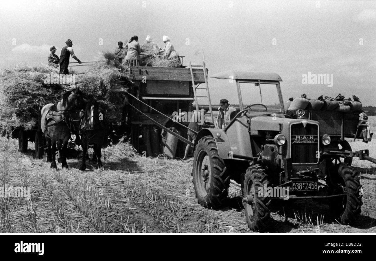 agriculture, machines, MAN Ackerdiesel tractor at the harvest, July 1952, Additional-Rights-Clearences-Not Available Stock Photo