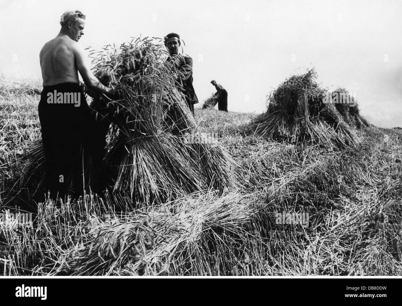 agriculture, farm labour, harvest, binding of sheaves of rye, 1950s
