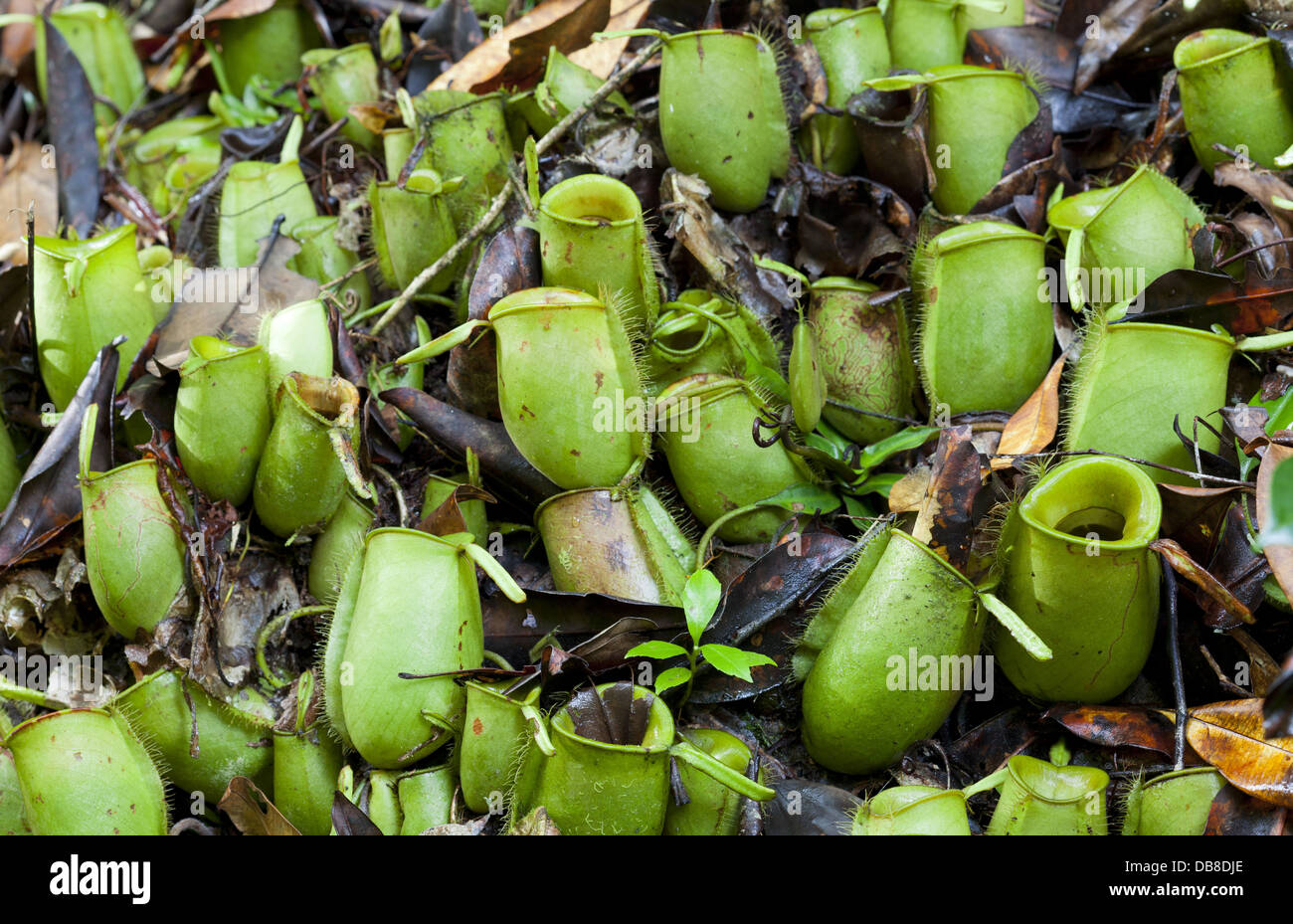 Pitcher plant nepenthes ampullaria hi-res stock photography and images ...