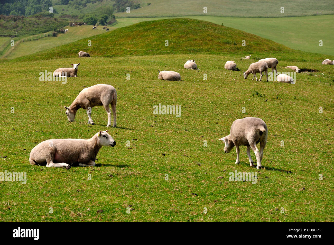 Sheep on a round barrow at Bronkham Hill, South Dorset Ridgeway. Stock Photo