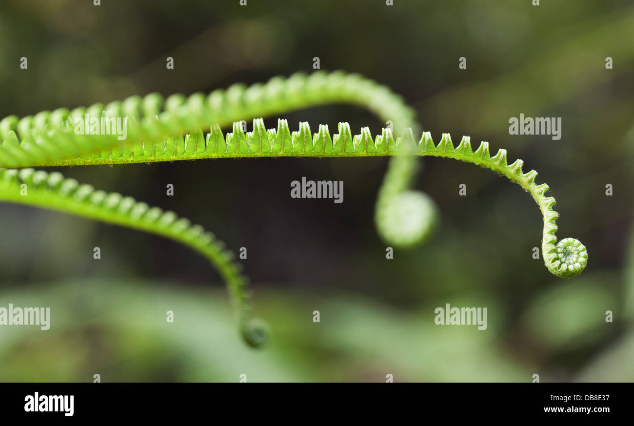 Green fronds of a fern, Gleichenia truncata, Sarawak, Malaysia Stock Photo