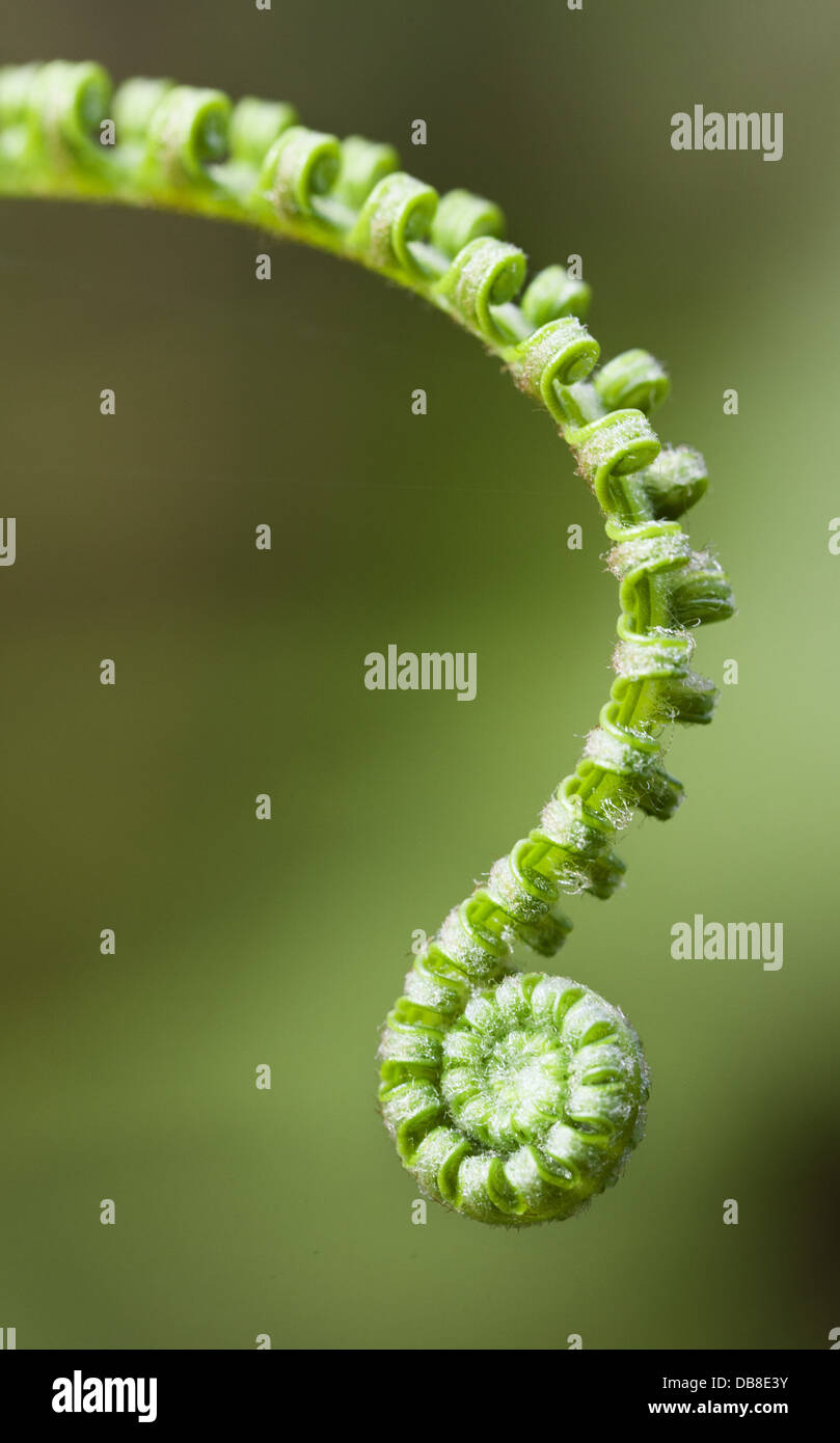 Green fronds of a fern, Gleichenia truncata, Sarawak, Malaysia Stock Photo