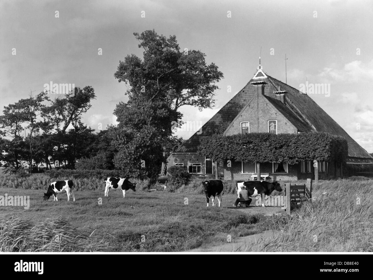 agriculture, farm, farm with dairy farming, Friesland, 20th century, 20th century, Netherlands, building, buildings, exterior view, farmer, farmers, cows, dairy cattle, livestock farming, stock farming, animal husbandry, keeping of animals, cattle industry, livestock production, cow, bull, domestic cattle, cattle, cattle breeding, cattle farming, cattle rearing, livestock, live stock, food, foodstuff, milk, dairy farming, agriculture, farming, farm, farms, historic, historical, male, man, men, Additional-Rights-Clearences-Not Available Stock Photo