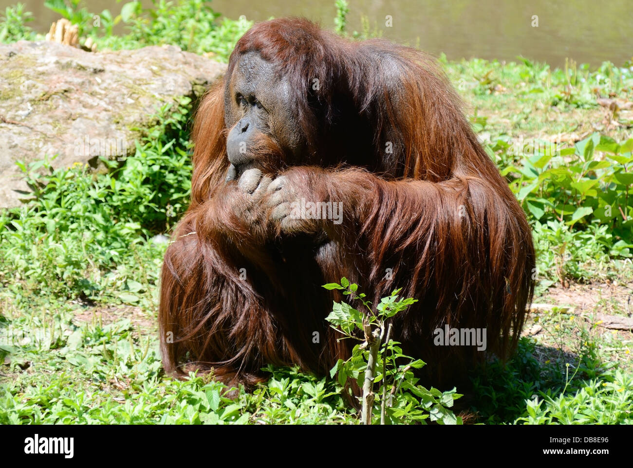 A lone male orangutan sitting in the sunshine with long orange hair Stock Photo