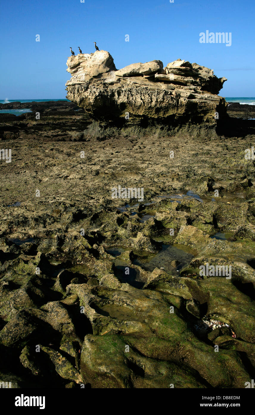 rock formation with birds, De Hoop Nature Reserve, Overberg, South Africa, Stock Photo