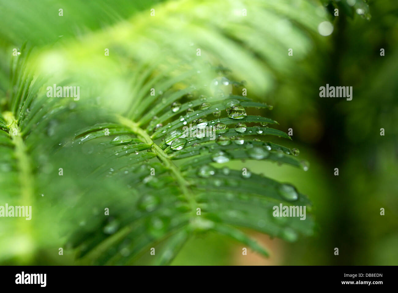 background of green leaves with a raindrop Stock Photo - Alamy