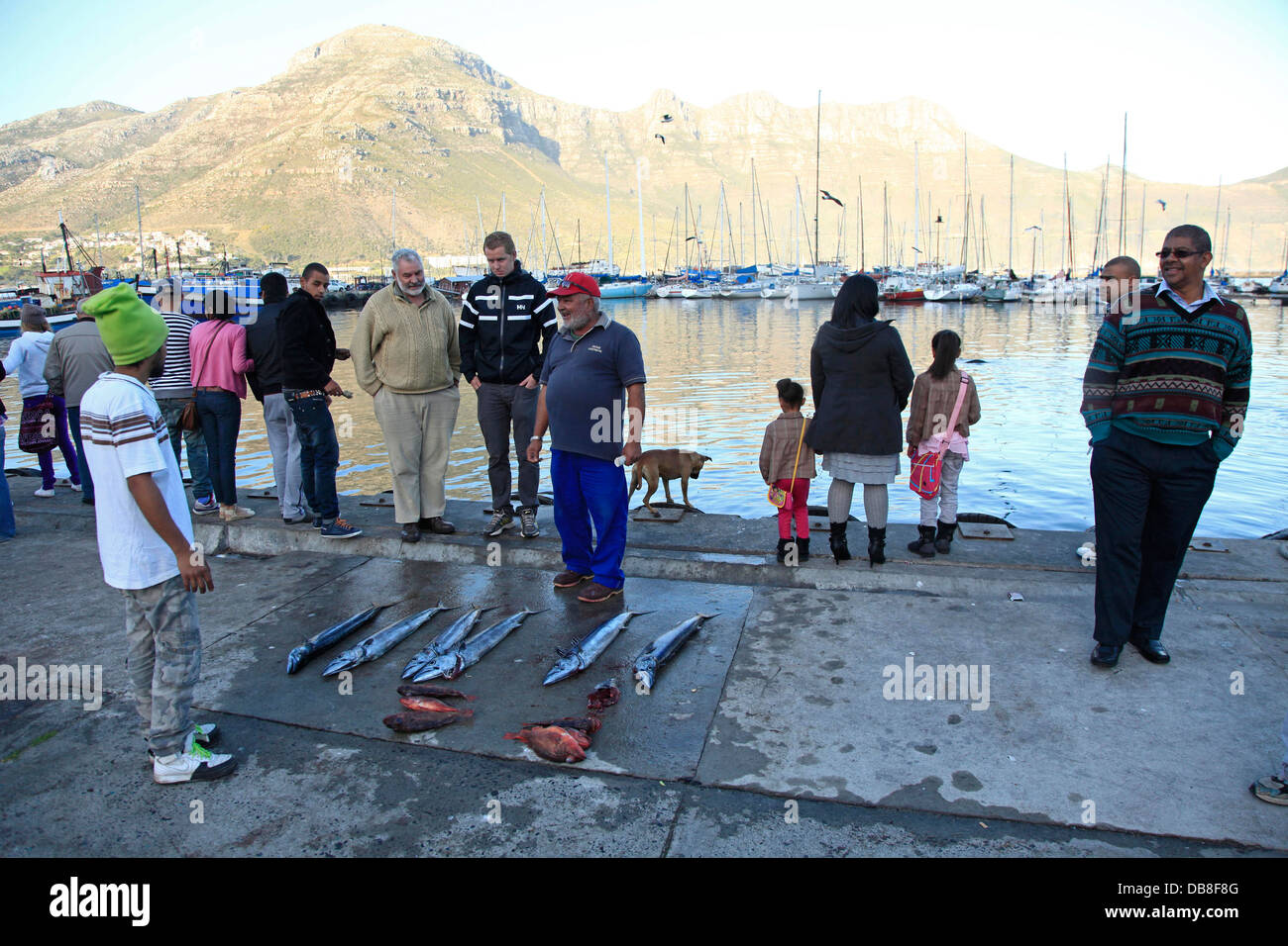 snoek for sale at Hout Bay harbour in Cape Town Stock Photo Alamy