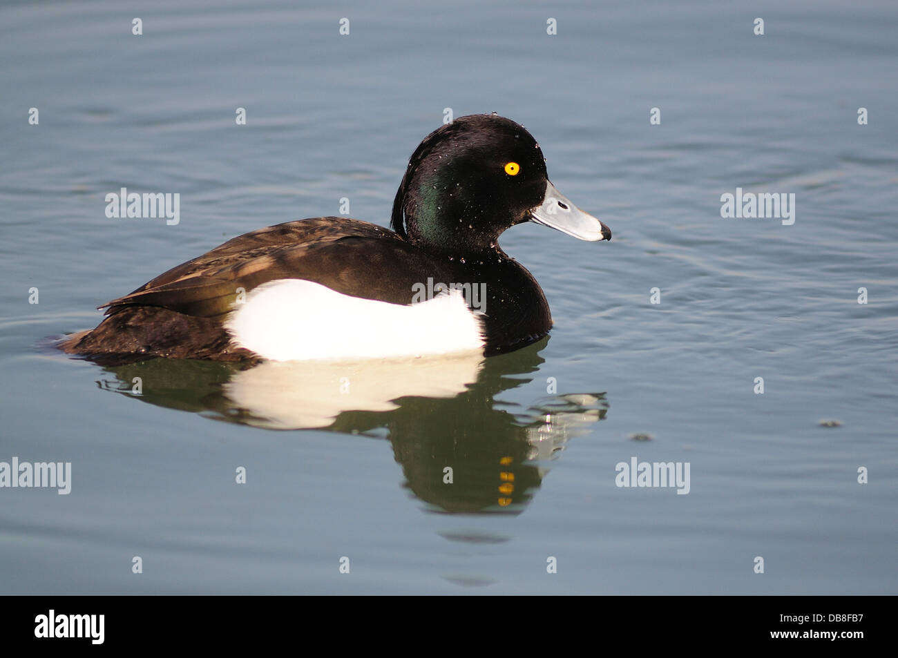 A male tufted duck swimming in calm water Stock Photo