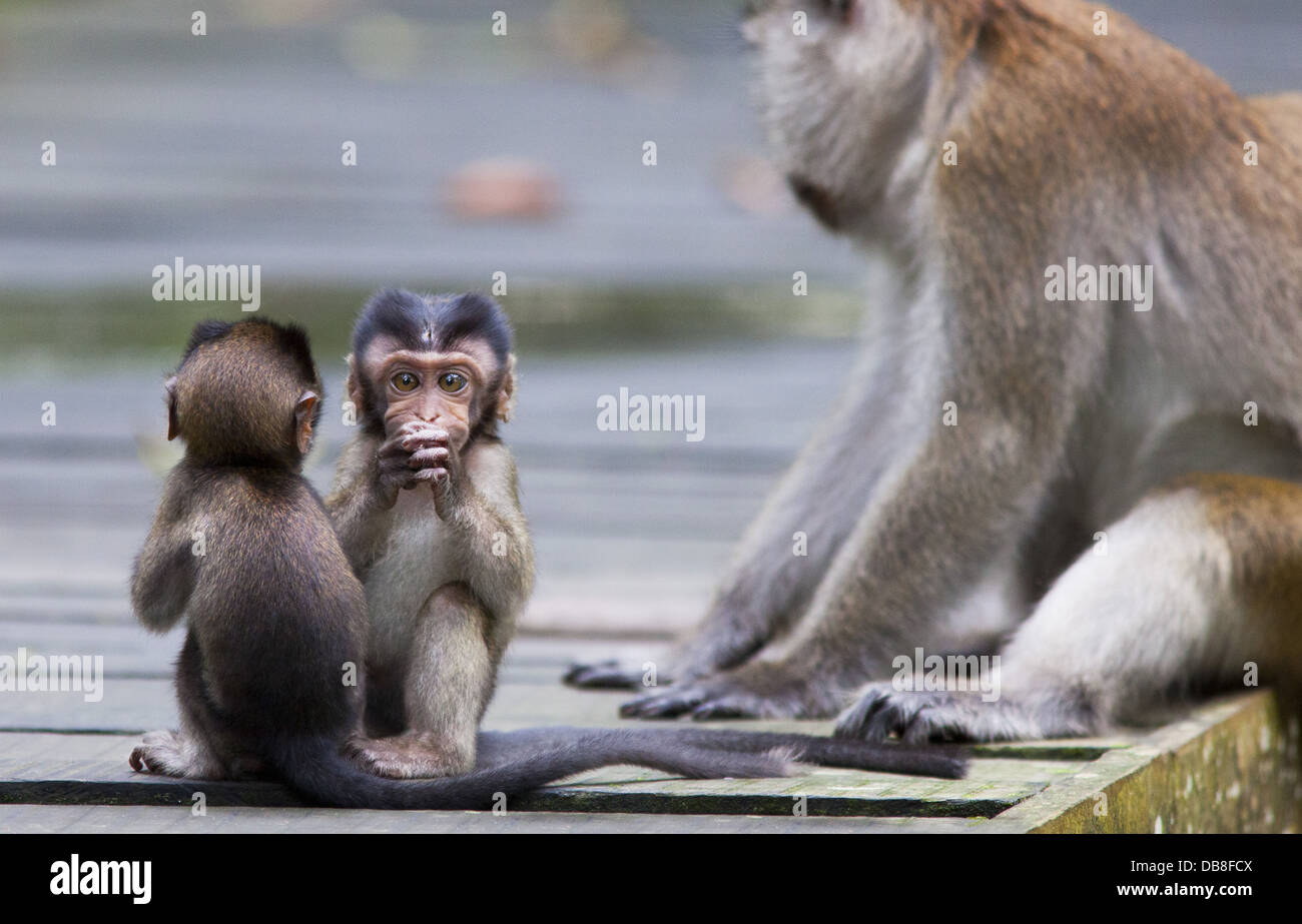 Baby Longtailed Macaques, Macaca fascicularis (Crabeating Macaque