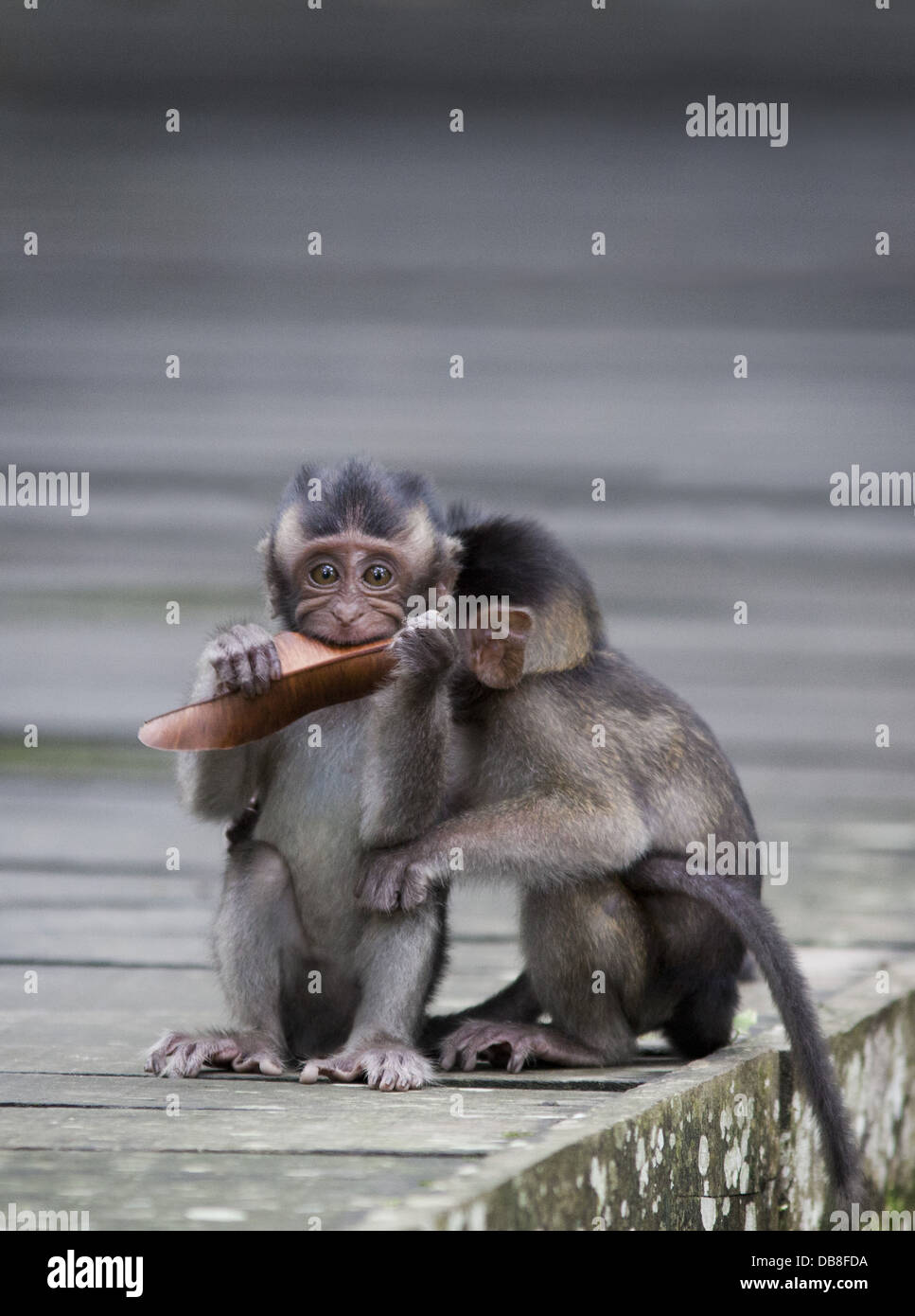 Baby Longtailed Macaques, Macaca fascicularis (Crabeating Macaque