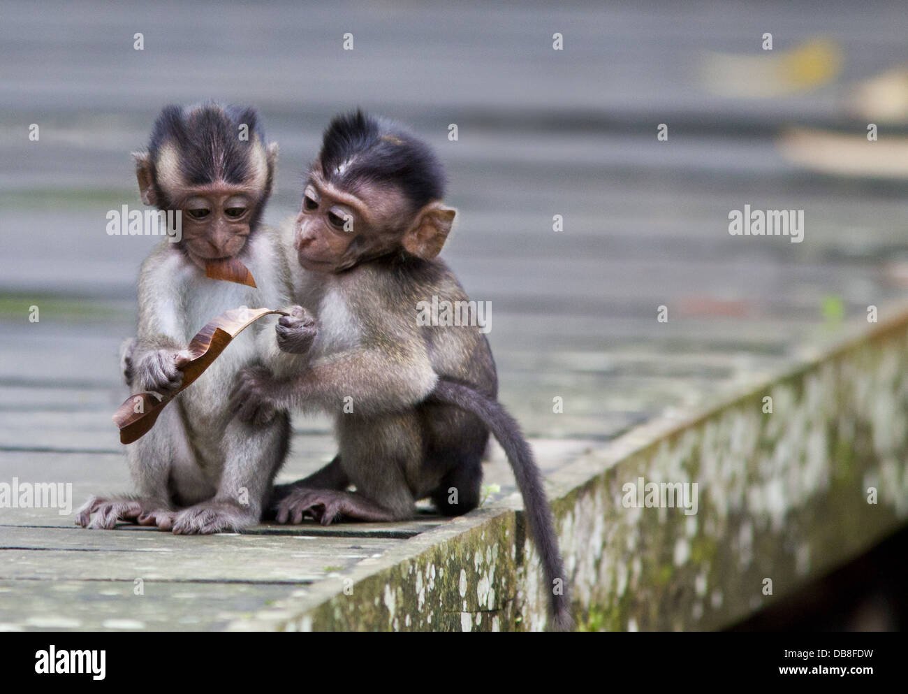 Baby Long-tailed Macaques, Macaca fascicularis (Crab-eating Macaque), Bako National Park, Sarawak, Malaysia Stock Photo