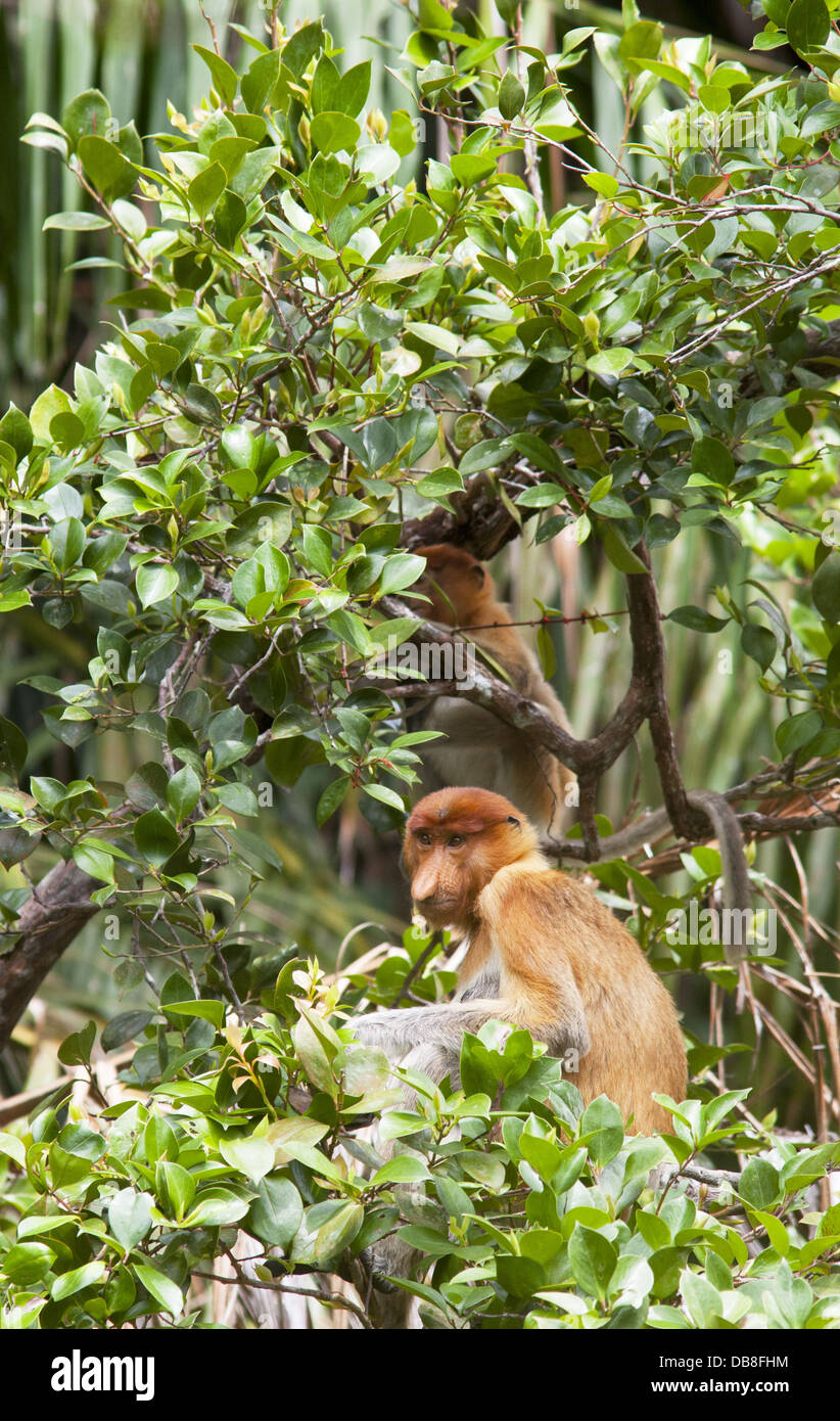 Male Proboscis Monkey, Nasalis larvatus, sitting in a tree, Bako National Park, Sarawak, Malaysia Stock Photo
