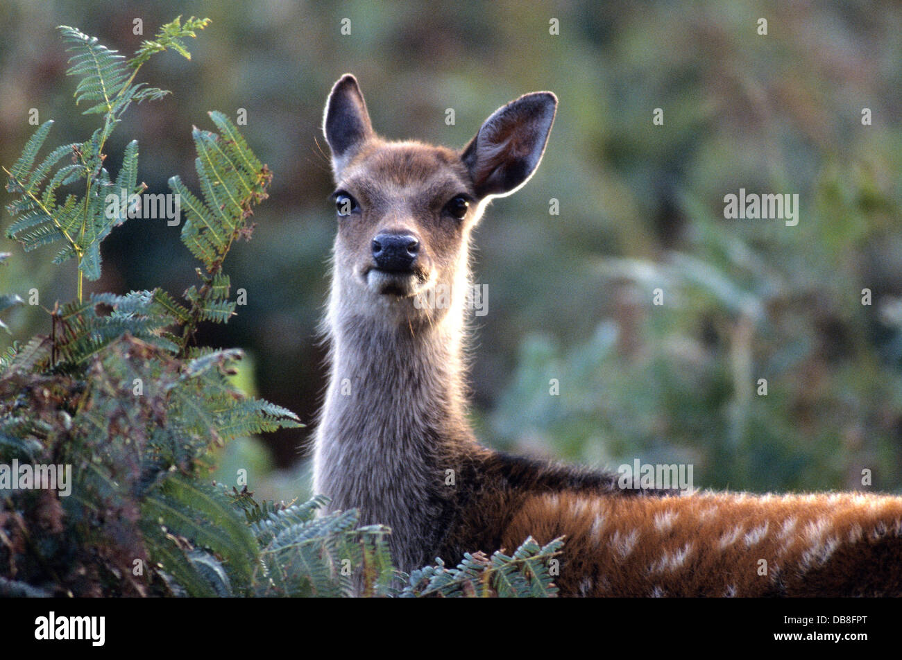 A curious sika deer Stock Photo