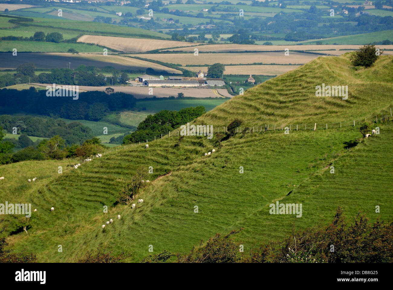 A view of Eggardon Hill Iron-age hillfortDorset UK Stock Photo