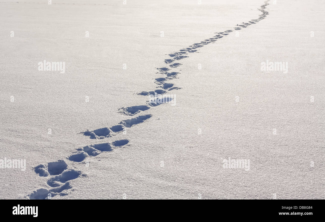 Human footprints in deep snow on sunny day Stock Photo - Alamy
