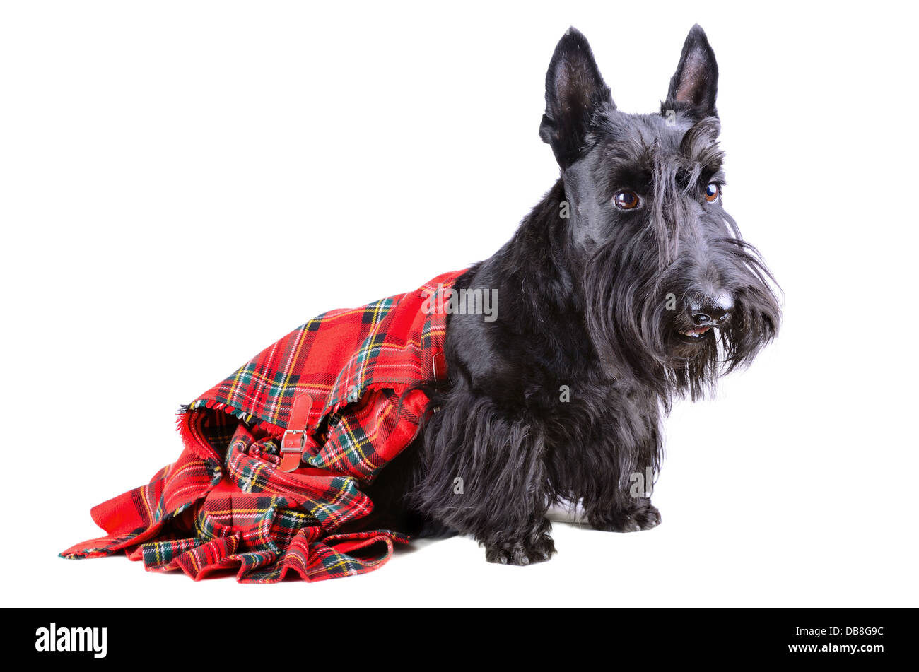 Scottish terrier in a red kilt sitting on white background Stock Photo