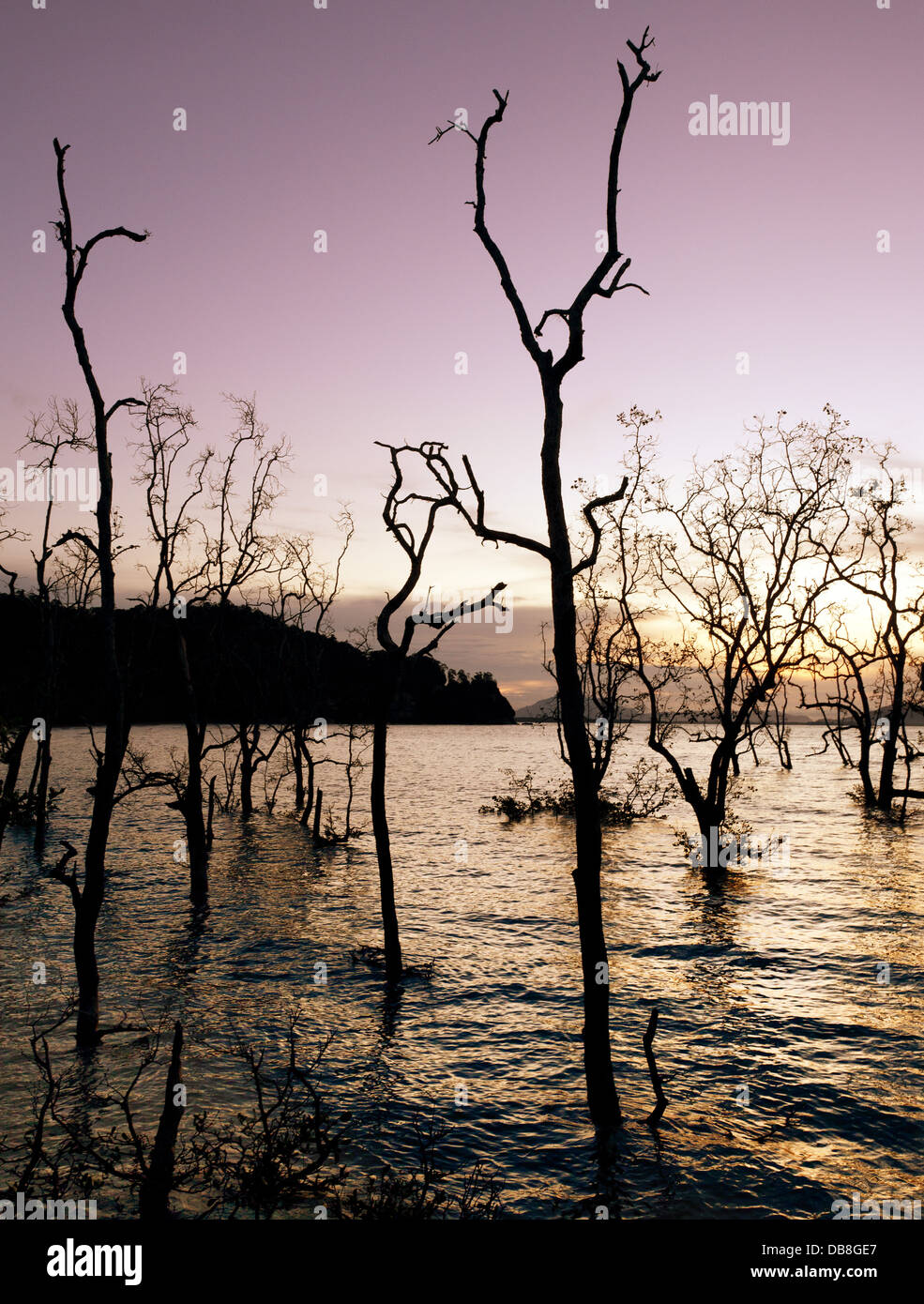 Silhouette of dead mangrove trees at sunset, Bako National Park, Sarawak, Malaysia Stock Photo