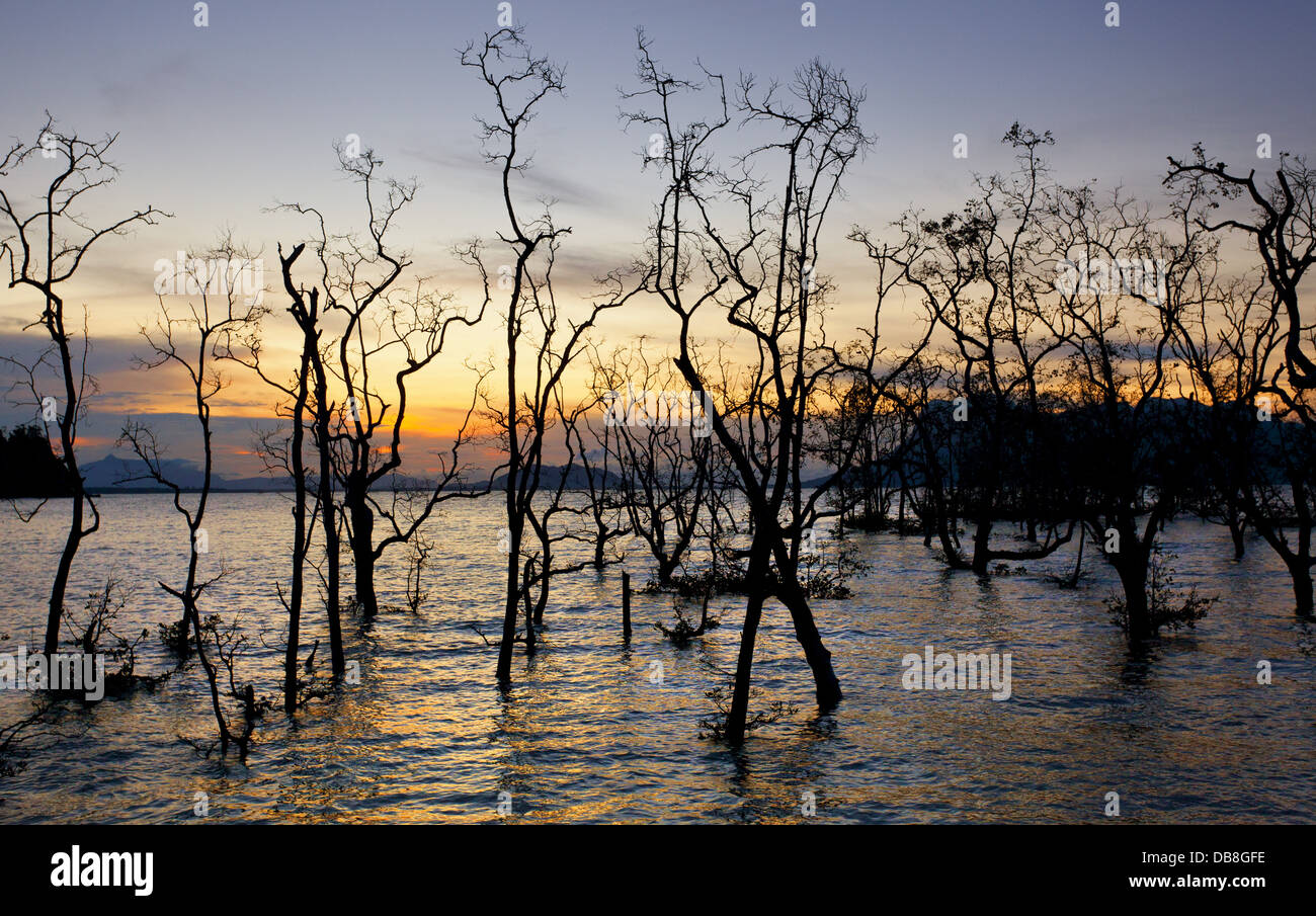 Silhouette of dead mangrove trees at sunset, Bako National Park, Sarawak, Malaysia Stock Photo