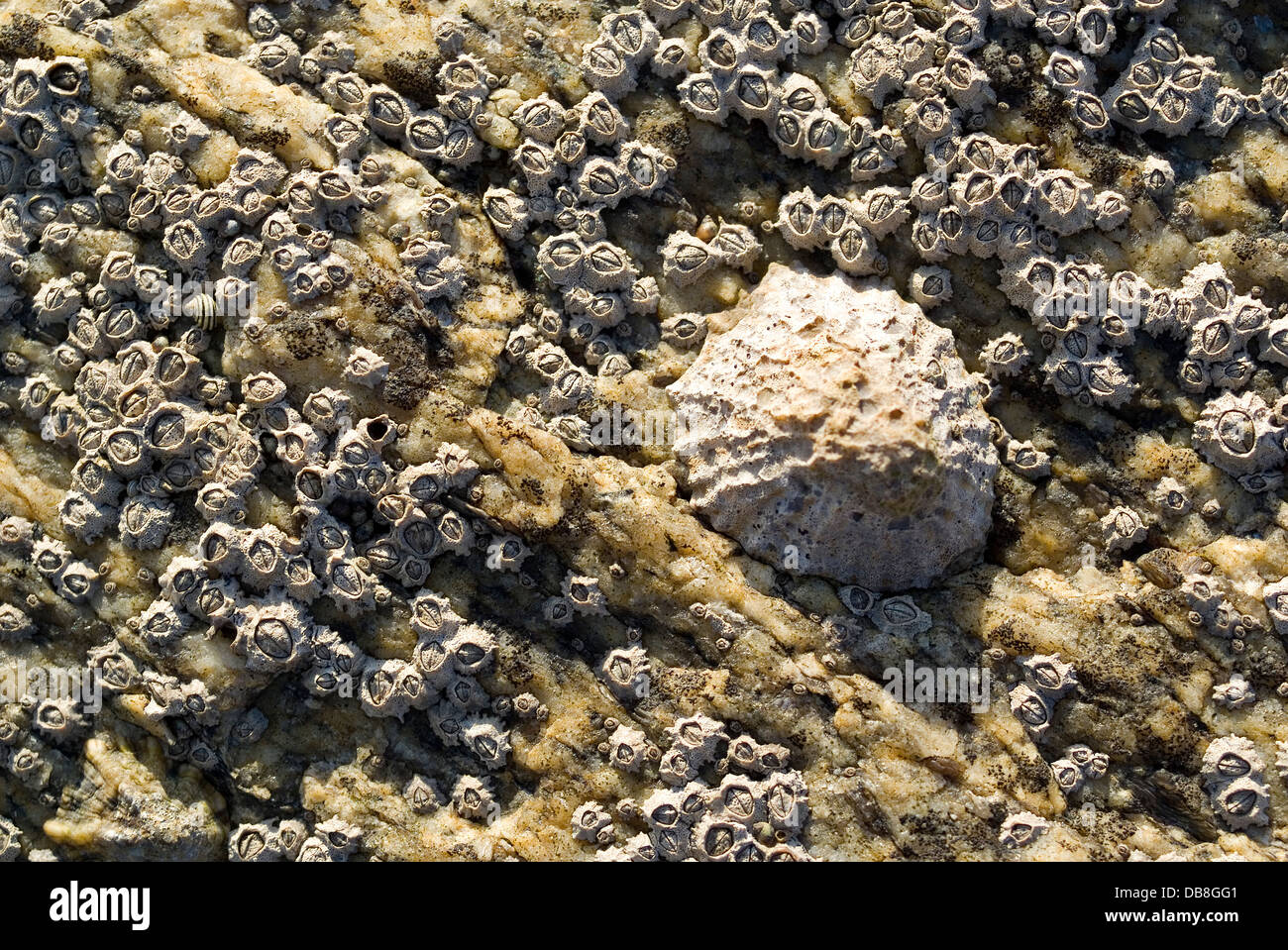 Limpets and sea acorns covering a marine rock Stock Photo