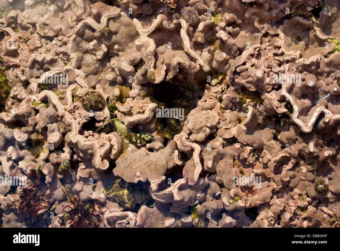 Encrusting coralline alga (Lythophyllum incrustans) Stock Photo