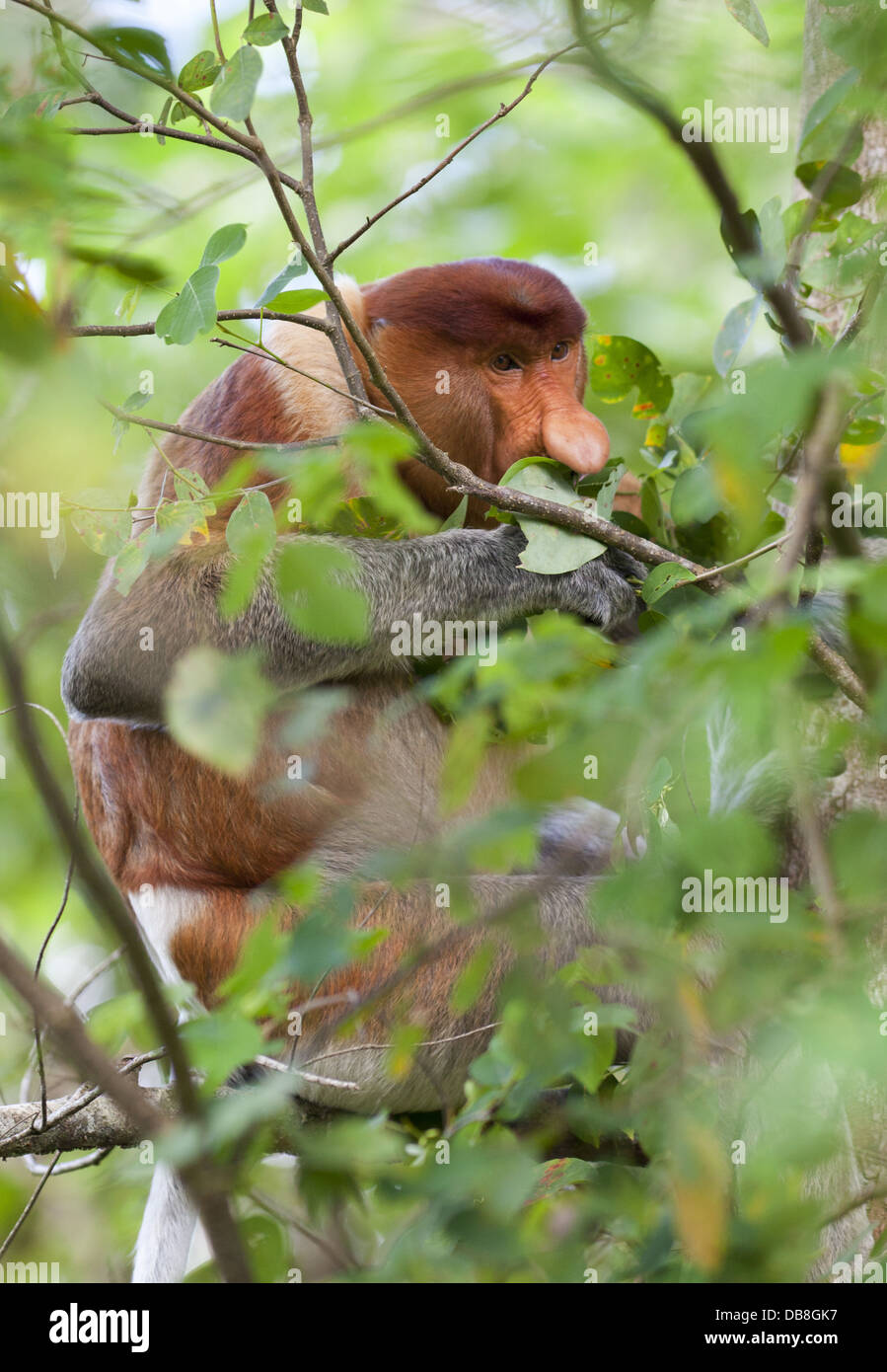 Proboscis monkey, Nasalis larvatus, sitting in a tree, Bako National Park, Sarawak, Malaysia Stock Photo