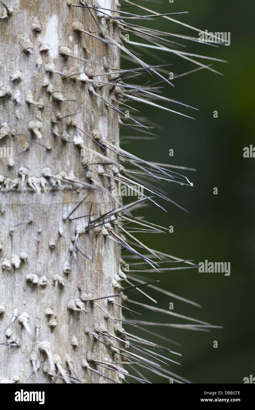 Needles on a spiky tree, Bako National Park, Sarawak, Malaysia Stock Photo