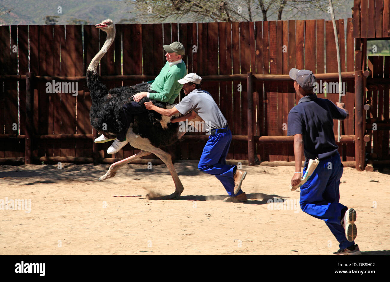 tourist riding an ostrich, Oudtshoorn, Little Karoo Stock Photo Alamy