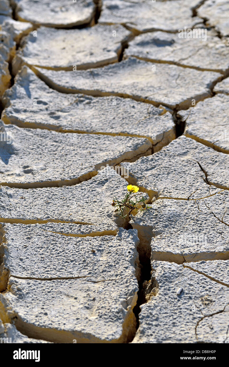 flower in dried cracked mud Stock Photo