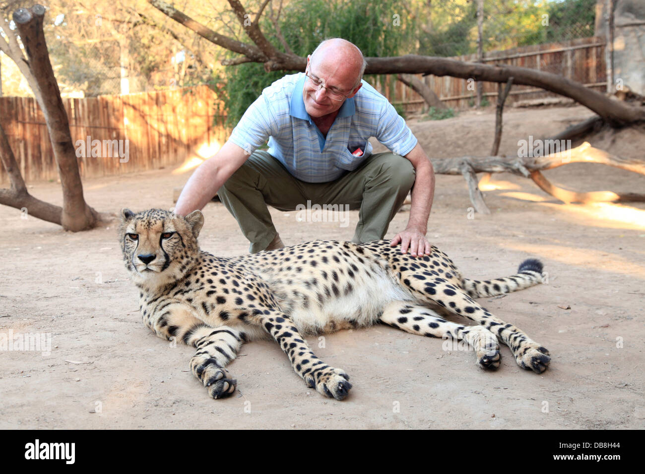 cheetah and tourist interacting at Cango Wildlife Ranch in Oudtshoorn