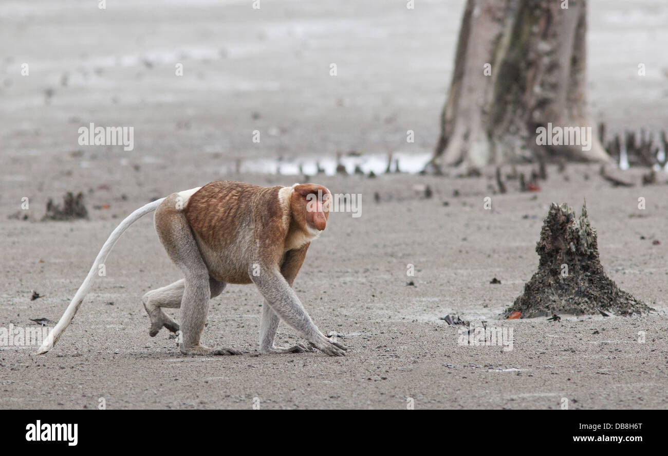 Male Proboscis Monkey, Nasalis larvatus, sitting on the beach, Bako National Park, Sarawak, Malaysia Stock Photo