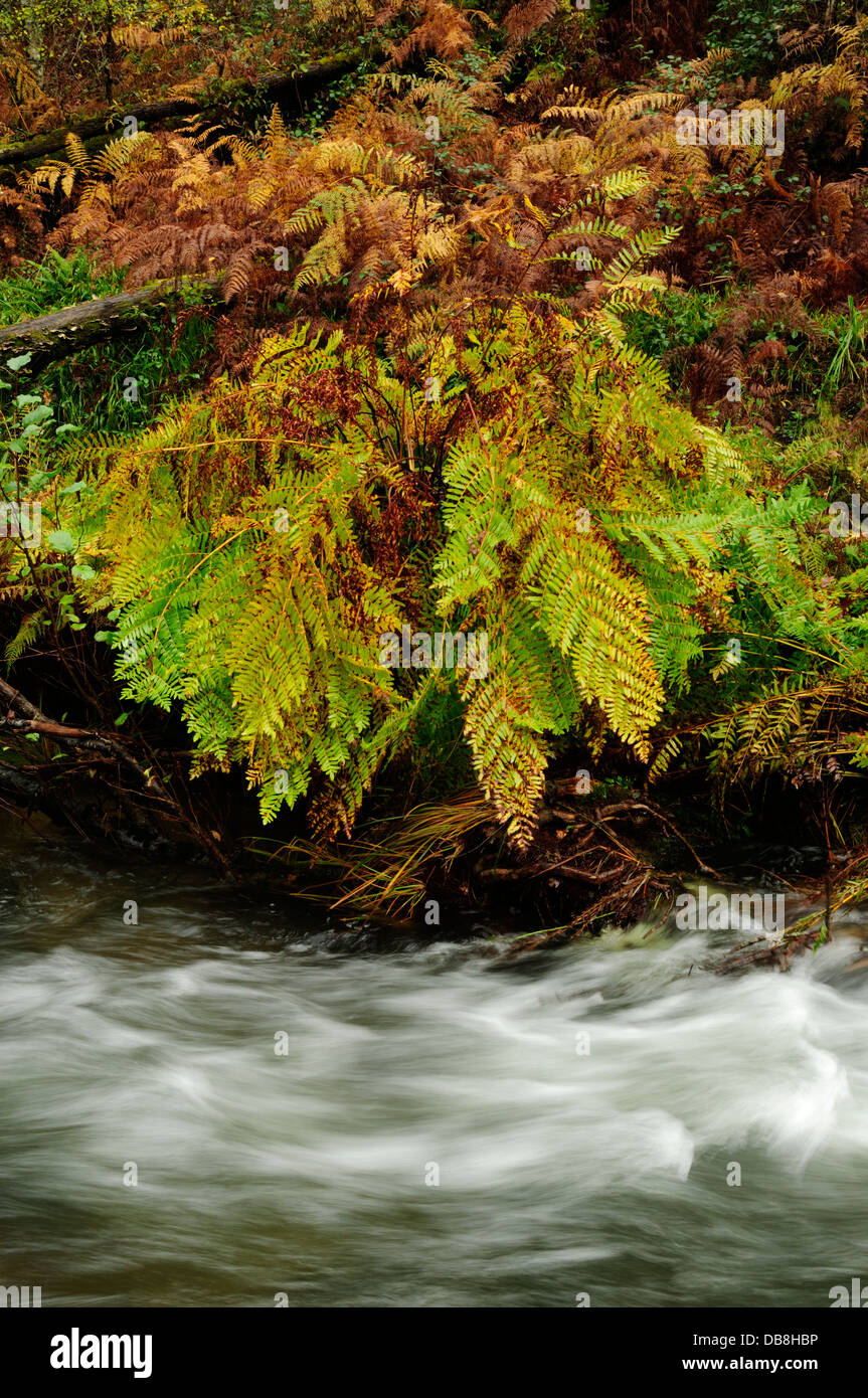 Royal fern (Osmunda regalis) in autumn Stock Photo