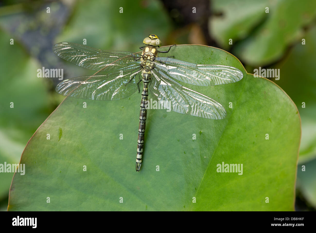 Hawker Emperor dragonfly adult just emerged waiting  to harden exoskeleton skeleton before maiden flight large compound eyes Stock Photo