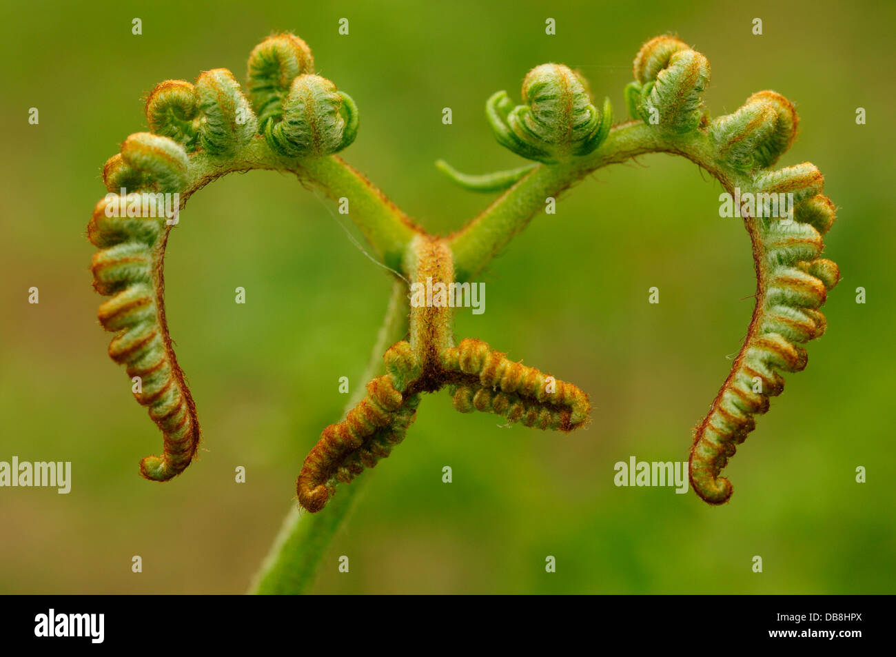 Braken or Eagle Fern (Pteridium aquilinum) Stock Photo