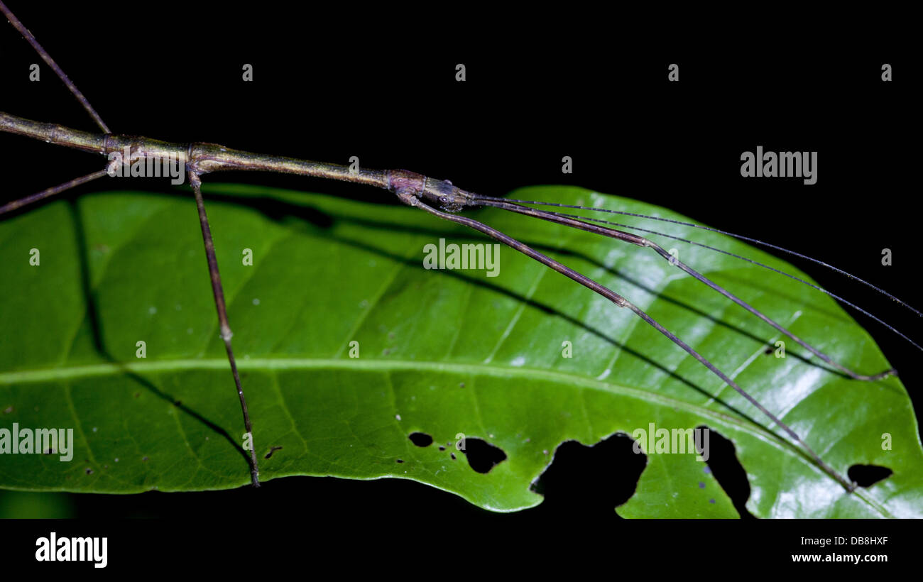 Leaf insect borneo, malaysia hi-res stock photography and images - Alamy