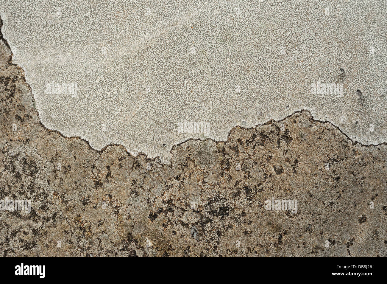 Lichen covering a granitic stone Stock Photo