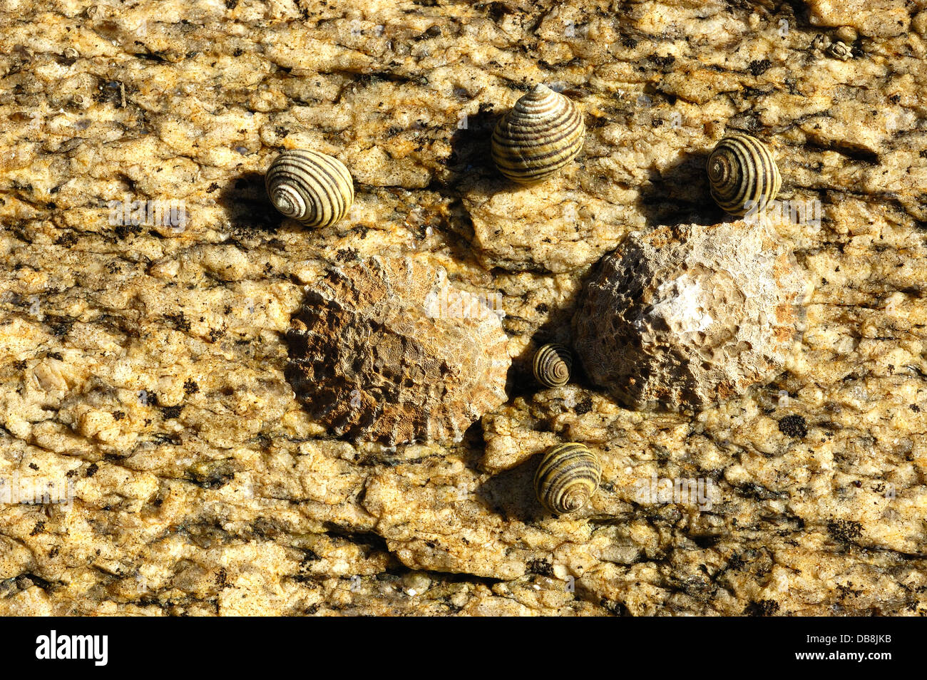 Limpets and sea snails Stock Photo
