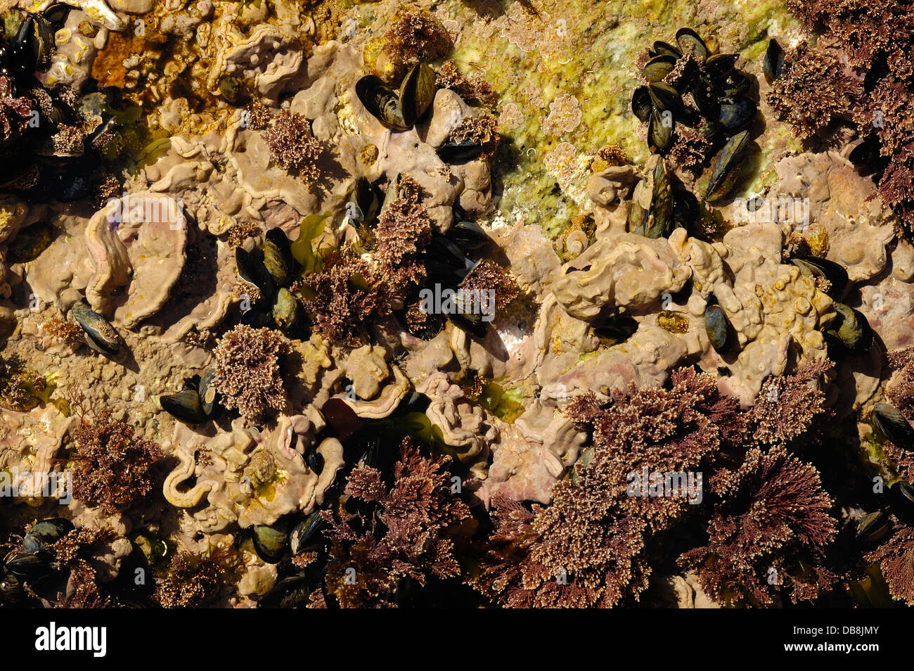 Encrusting coralline alga (Lythophyllum incrustans) Stock Photo