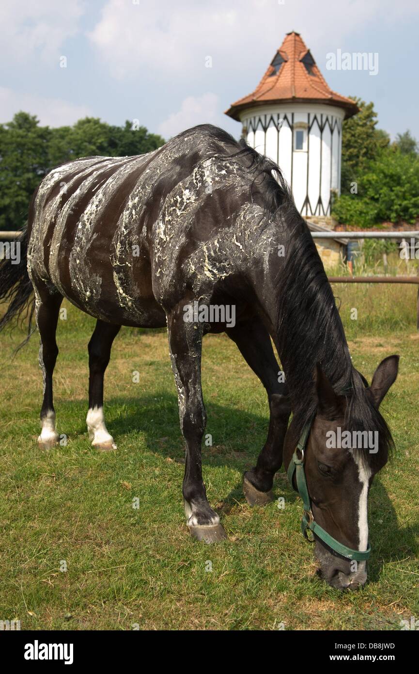 A horse with zebra stripes painted on to it made from a water and flour