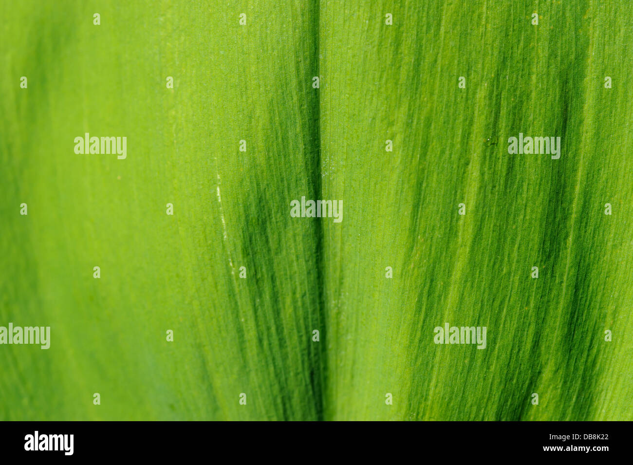 Green leaf close hi-res stock photography and images - Alamy