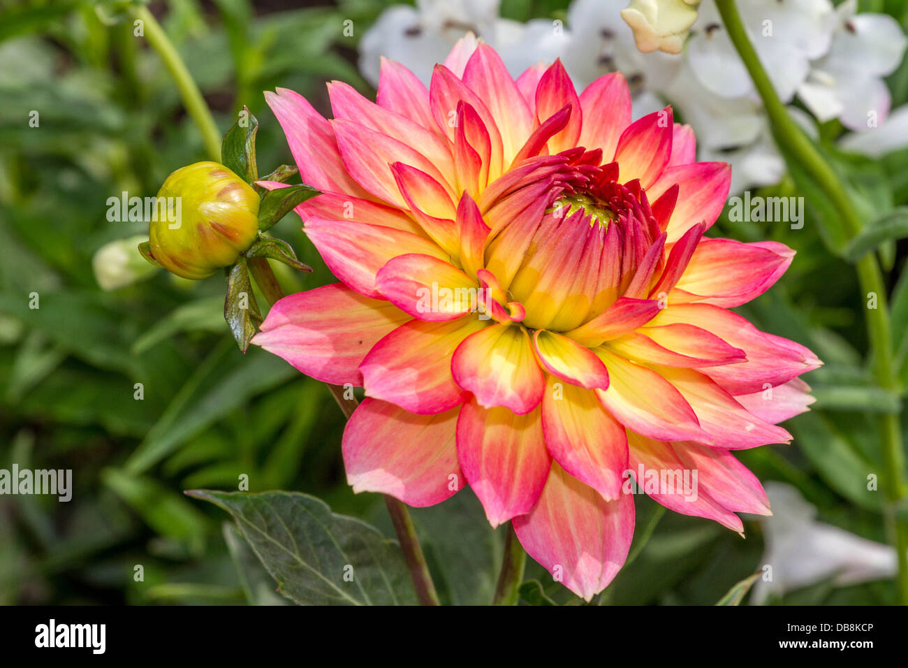 Chrysanthemum display at RHS Tatton Stock Photo Alamy