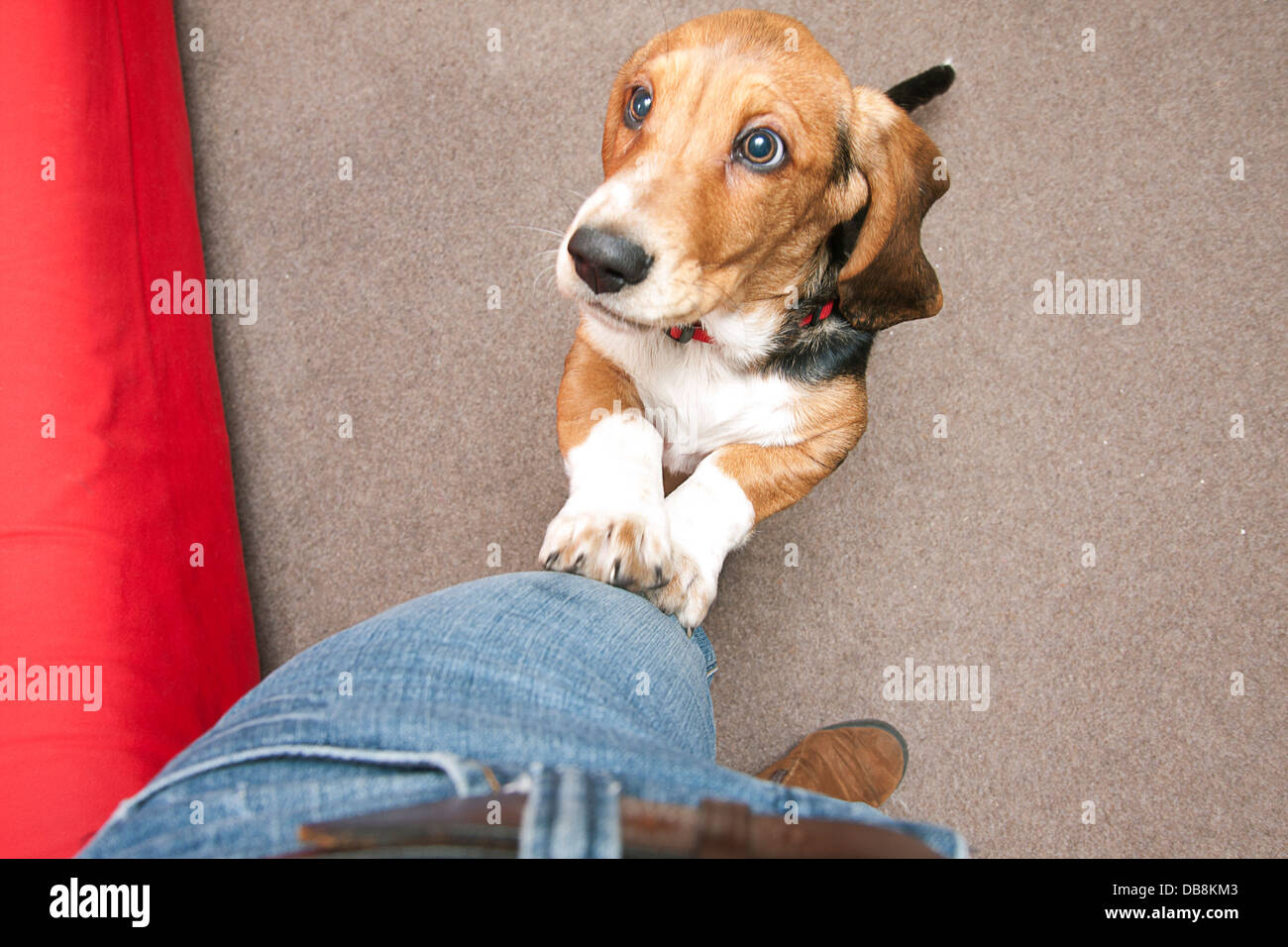 bassett hound puppy jumping up at owner Stock Photo Alamy