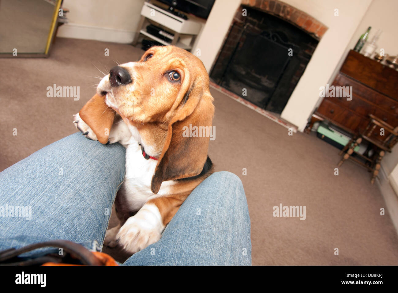bassett hound puppy jumping up at owner Stock Photo Alamy