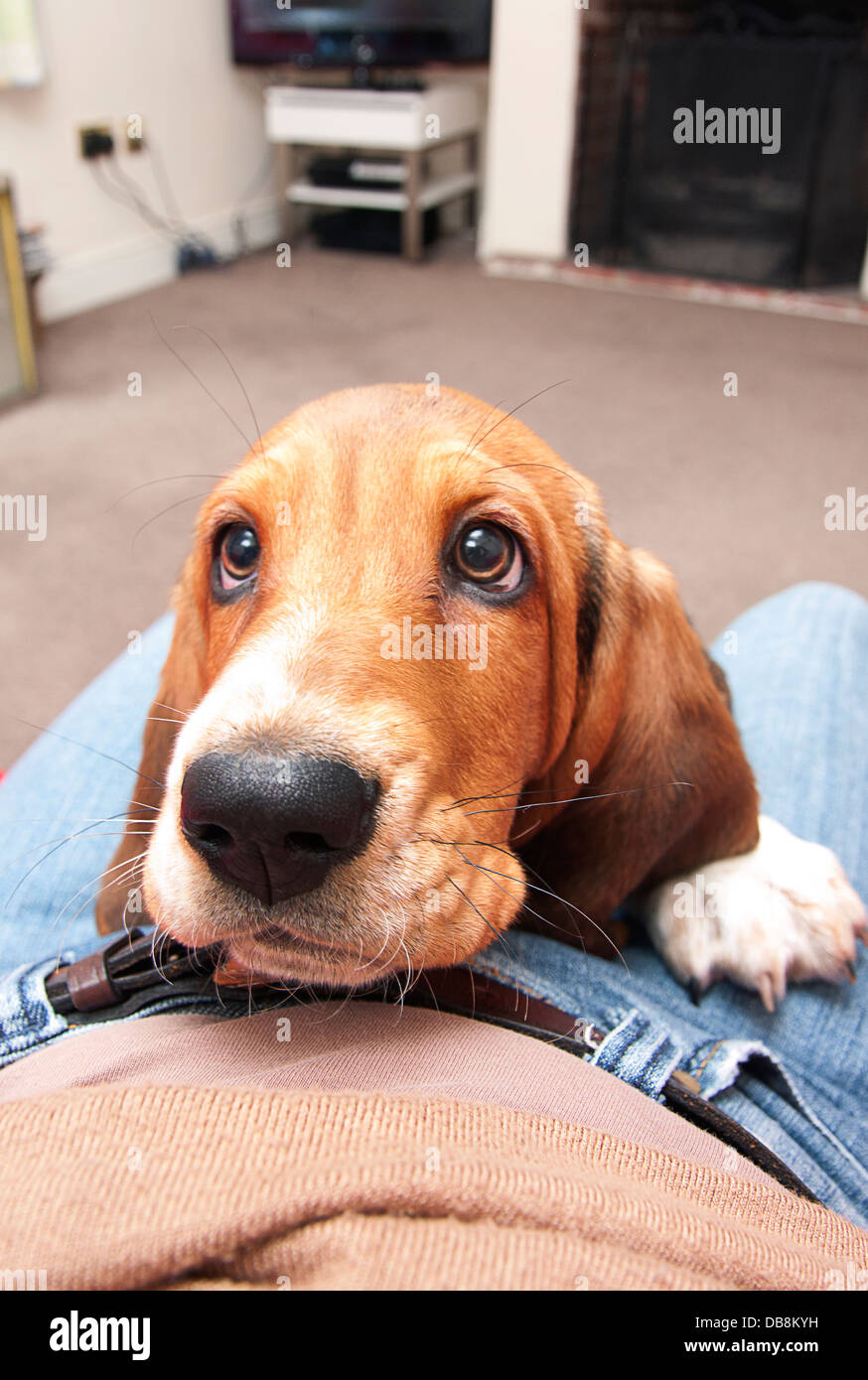 bassett hound puppy jumping on owners lap Stock Photo Alamy