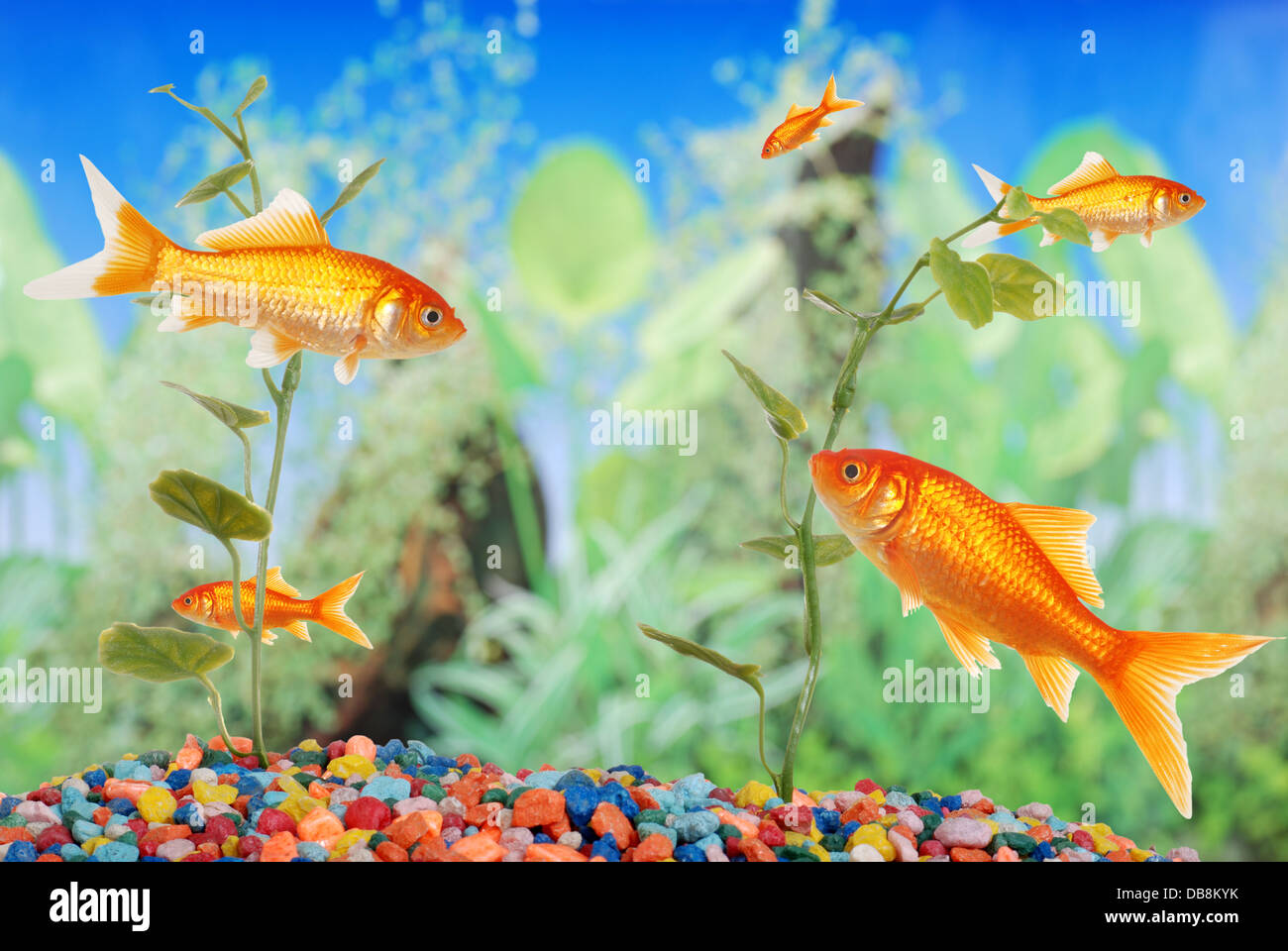 fish tank with goldfish Stock Photo Alamy