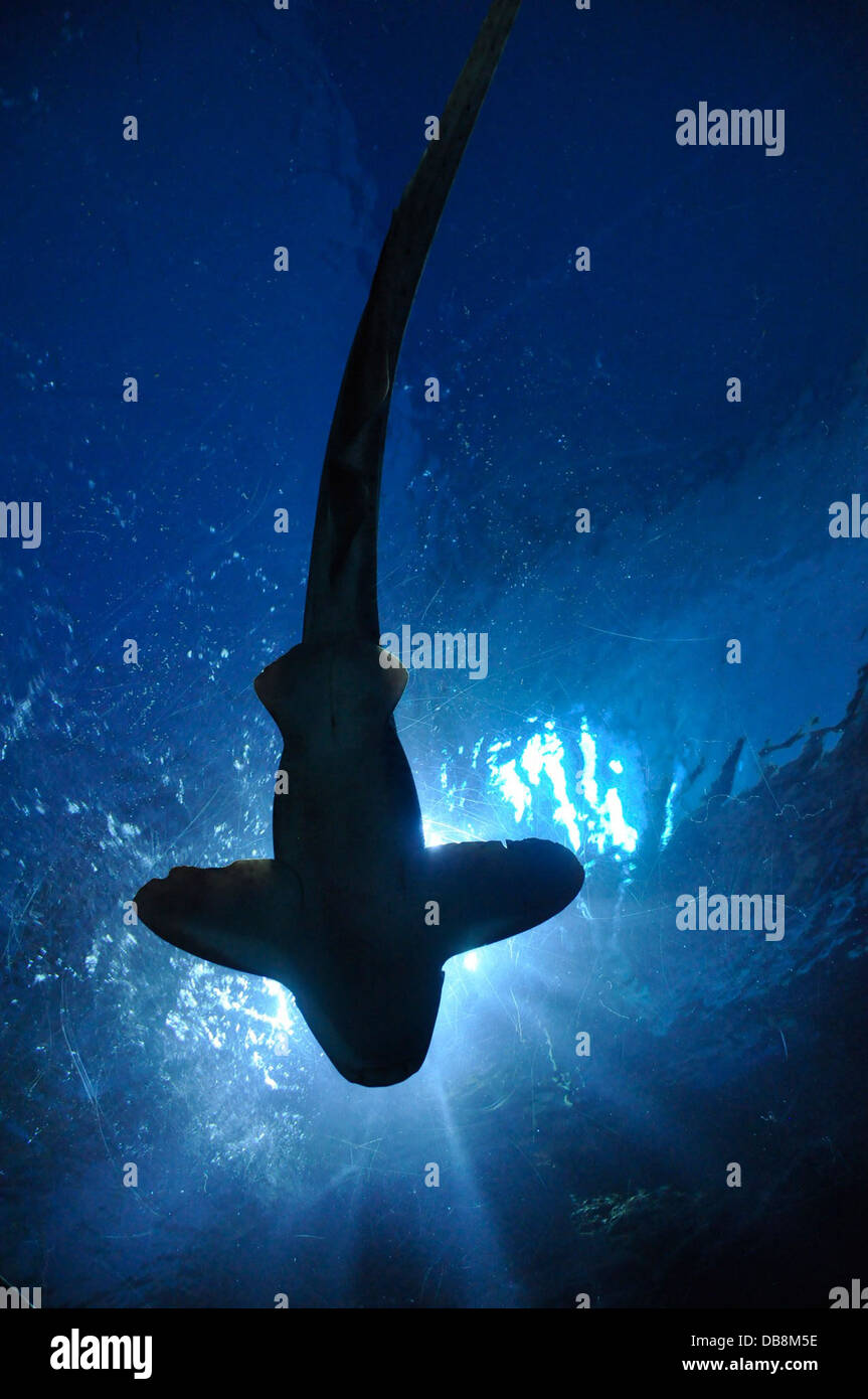 shark fish hammerhead shark aquarium bangkok Stock Photo - Alamy
