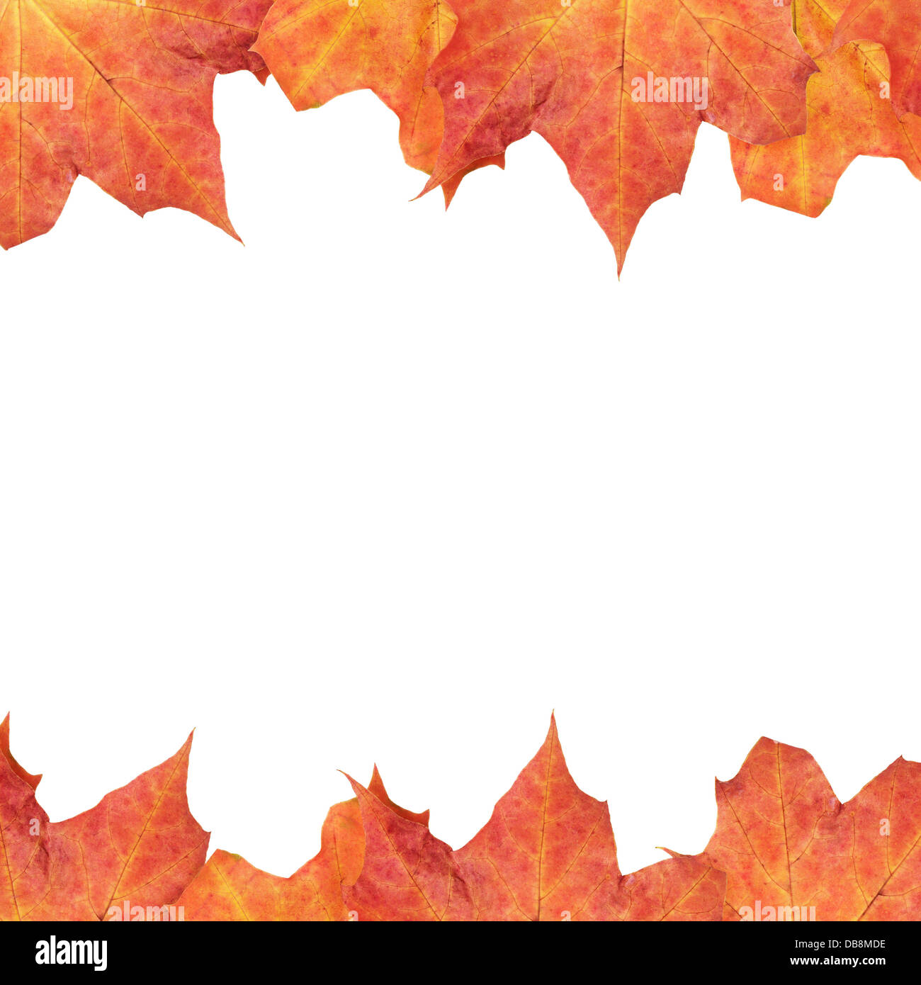 frame from autumn maple leaves, isolated on white background Stock ...