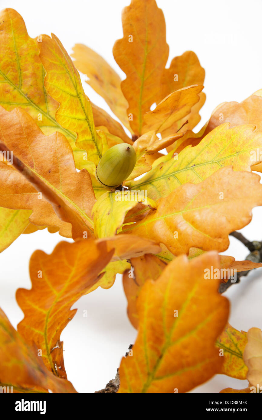 autumn oak leaves with acorn, background autumn theme Stock Photo - Alamy