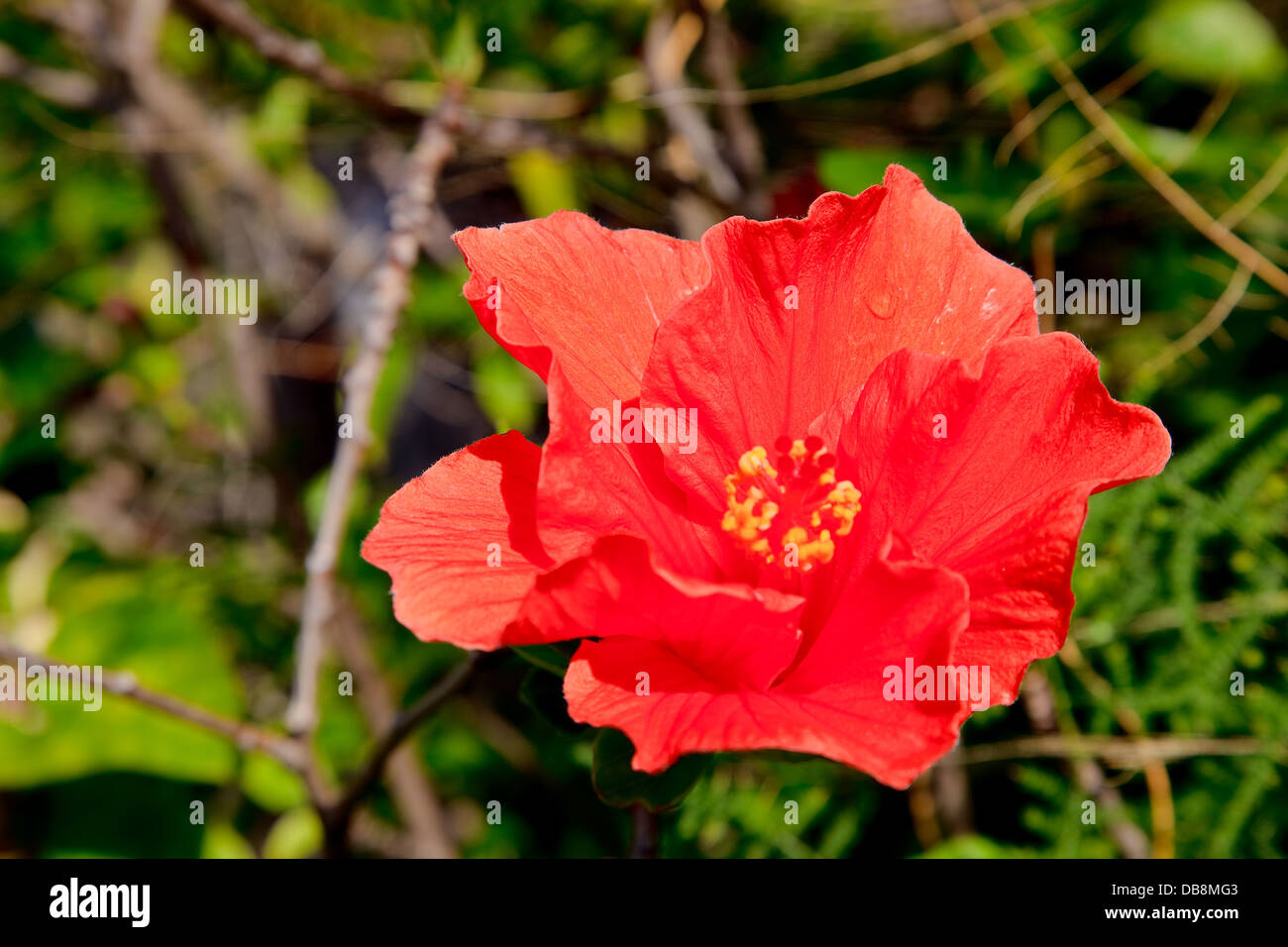 Hibiscus flower with plant hi-res stock photography and images - Alamy