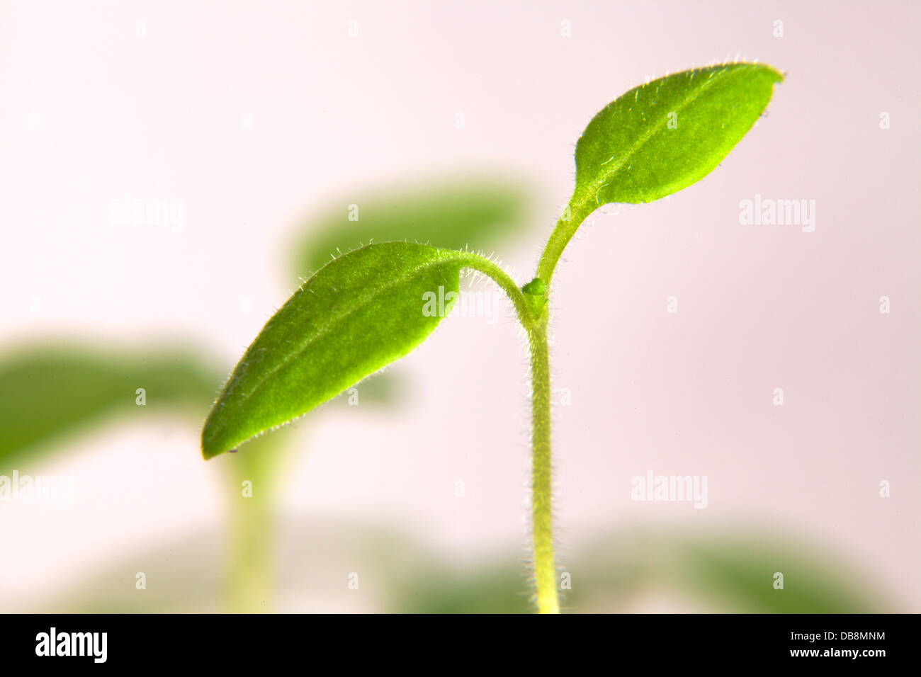Young tomato plant hi-res stock photography and images - Alamy
